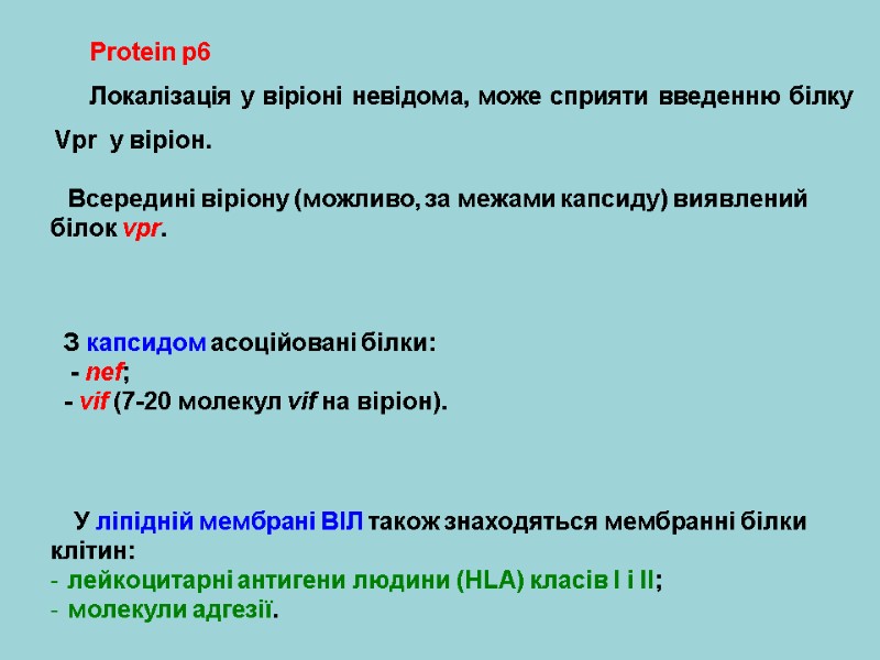 Protein p6 Локалізація у віріоні невідома, може сприяти введенню білку Vpr  у віріон.